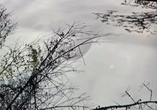 AUDI Q5 2.0 TDI Quattro Sport S tronic